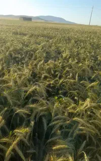 گندم اوکراینی برای بذر