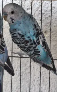مرغ عشق آبی