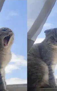 اسکاتش نر