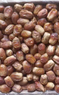 خرمای زاهدی مرغوب، عمده و خرد