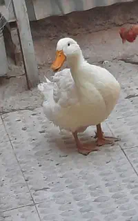 اردک