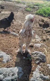 خروس سلطان