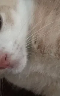 گربه