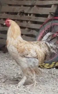 معاوزه با مرغ محلی