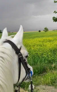 آموزش سوارکاری، طبیعت گردی با اسب، خرید و فروش