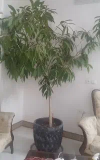 گل  بزرگ فروشی