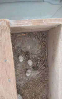 عروس هلندی جفت لاهیجان