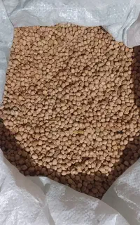 نخوددیم