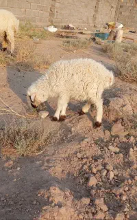 فروش گوسفند