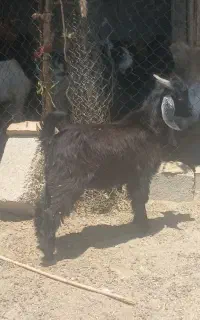یه راس کهره نر