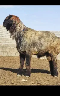 فروش یا معاوضه یک راس کاوه قوچ بخیاری اصل