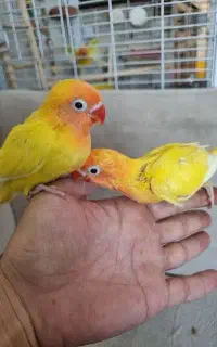 جوجگ طوطی برزیلی سینم