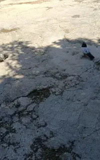 یک جفت کبوتر شقشقی