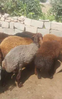 بره قوچ تخمی افشاری خریداری زنگ بزن