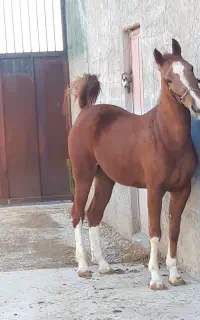 مادیان کورد ۵ نشان با کره