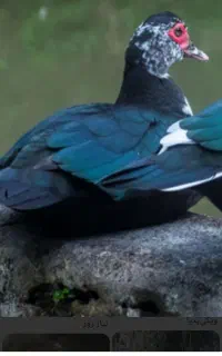 اردک اسراییلی