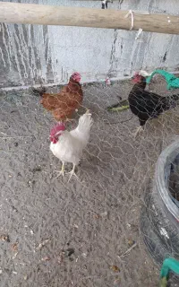 مرغ وخروس