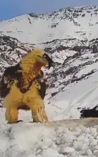 مکانیک وتعمیرکار و جلوبندساز سیار ماشین سواری