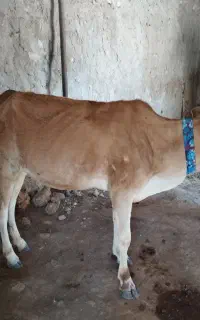 گوساله ماده