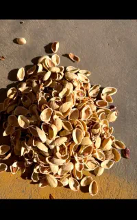 خرید وفروش پسته،پوست پسته