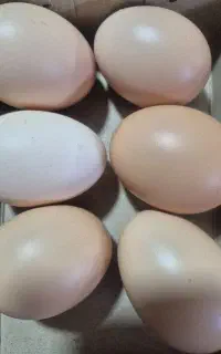 تخم مرغ محلی (زیباشهر)