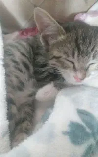 بچه گربه