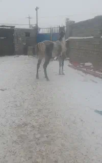 اسب مادیان