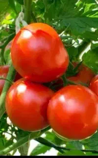فروش انواع بذر گوجه فرنگی دستگیر