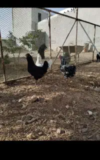تخم نطفه دار ایام سمانی
