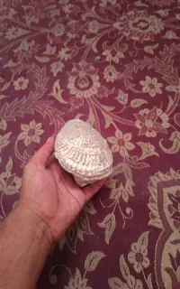 فصیل صدف خیلی قدیدمی