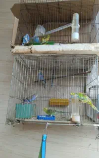 مرغ عشق تازه متولدشده