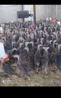 جوجه بوقلمون