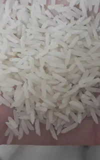 برنج شیرودی