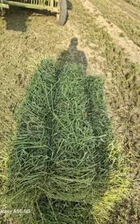 فروش کاه کلش یونجه  شبدر جو محلی
