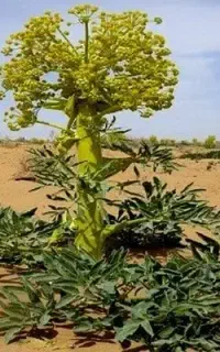 خواستار 1 نیرو کار