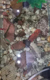 آکواریوم