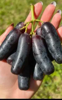 میم انگور (نهال)