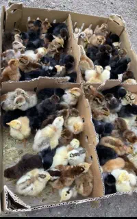 جوجه گلپایگان