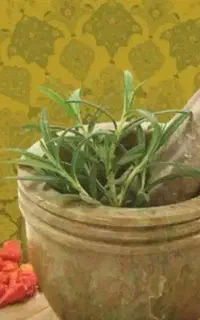 کار در زمینه فروش طب سنتی بادرامد 20