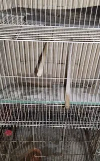قفس پرنده 60سانتی