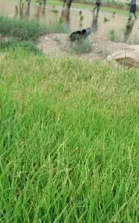 نشا زنی