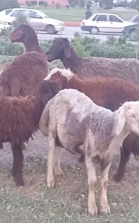 قصابی برای عید قربان
