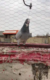 پلنگ سبز و گرگی سرخ