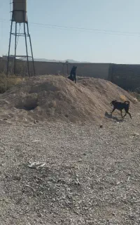 ماسه شسته