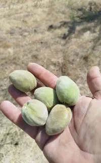 بادام درجه یک تونو ممتاز