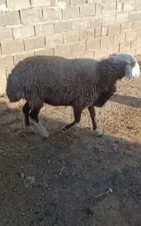 قوچ سال پیش شیشک بود چنان میش میزنه حد ندارد