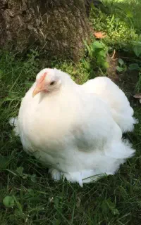 جوجه درجه یک  خریدکنی مشتری دائم میشی