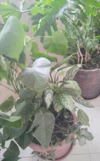گل های طبیعی
