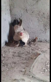 مرغ باجوجه