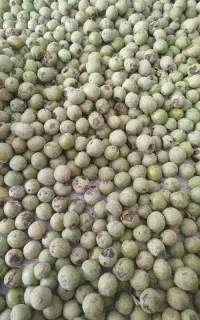 گردو درشت و تازه